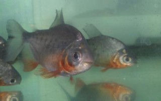 淡水白鲳以什么为食，在食物严重匮乏时可进化成“食人鱼”