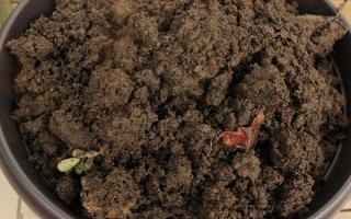 炮仗花的种植要求，放在光线明亮的地方养护