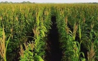 峰单193玉米品种简介，密度4000株/亩左右