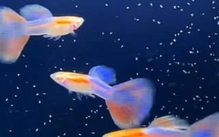 孔雀鱼的生活环境,一般生活在热带地区的河流、湖泊等水域中