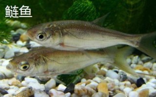 鲢鱼和鲶鱼的区别,鲢鱼是滤食性鱼类、鲶鱼是捕食性鱼类