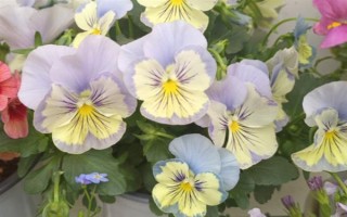 三色堇的耐寒温度，可耐寒零下5度低温