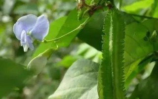 四棱豆的常见品种，有早熟翼豆833、83871等
