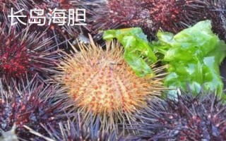 山东烟台市的特产,烟台海参闻名海内外