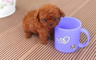 怎么养茶杯犬幼犬，幼龄时期必须供给充足的营养