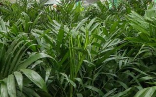 夏威夷椰子浇水方法,生长期要浇土喷叶