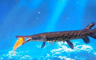 鳄雀鳝好不好养，具有顽强的生命力容易饲养