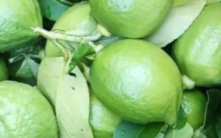 柠檬什么时候成熟,从10-12月陆续成熟