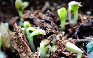 儿菜的种植方法，适宜的生长温度为8-15℃