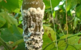 蔬菜菌核病和根肿病的农药处理技巧，二者的防治方法不同