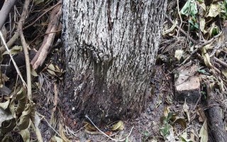 食盐如何杀树，在树木根系处挖洞放入食盐