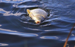 钓鱼挂蚯蚓的方法，常见以下3种方法