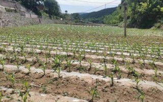登海1810玉米品种简介,适宜播期在6月上旬为宜