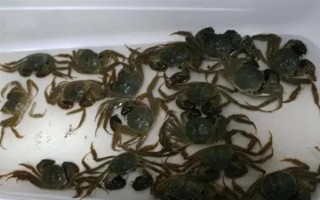 螃蟹在家里怎么养殖,可以用鱼缸养