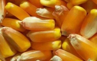 好的玉米种子标准是什么，纯度要在96%以上