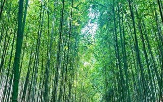 竹子的寓意，象征着自强不息精神的人