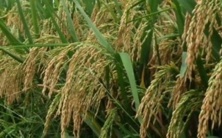 锦城优4245水稻种子介绍,该品种基部叶叶鞘绿色