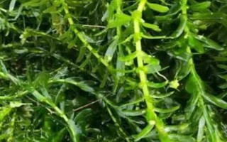 轮叶黑藻芽孢的种植方法，12月至次年的3月份种植