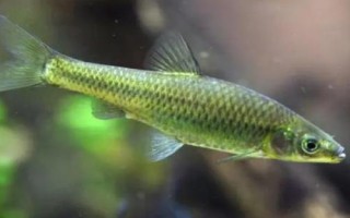 麦穗鱼最怕什么鱼，最怕鲈鱼、翘嘴、黑鱼等凶猛的捕食性鱼类