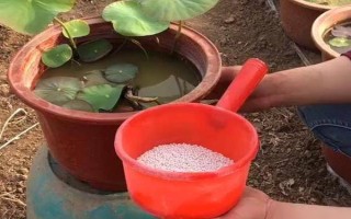 怎么种碗莲种子，播种前需将种子外壳磨破