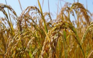 蓉7优粤农丝苗水稻种简介，每亩有效穗数15.4万穗