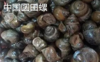 大枇杷螺的产地，产地在东亚、日本南部、台湾