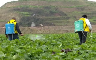 油菜为什么会僵苗，是受到干旱渍害、缺肥、病虫害等因素的影响