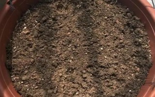 盆栽凤仙花的养殖方法，每隔一个月施一次稀薄的肥水