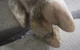 猪脱蹄的原因,可能是地面呈现碱性或过于潮湿所致