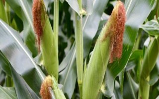 K玉188玉米种子特点，该品种属中熟杂交玉米