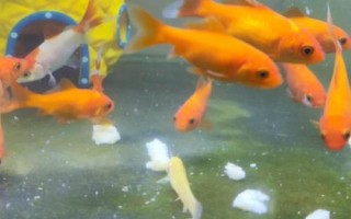 怎样让每条金鱼都吃上食，最简单的方法就是投喂大量的食物