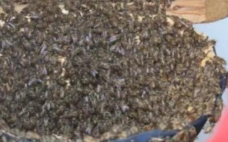 怎么找野生蜜蜂窝,流蜜期发现采集蜂表明半径2-3公里以内有蜂巢