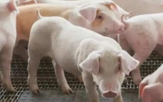 猪五号病怎么治疗，用高锰酸钾清洗溃烂部位并涂抹碘甘油