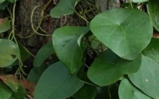 千金藤的分布，以野生为主