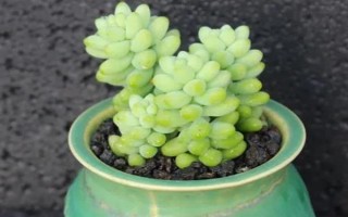 多肉玉坠的养殖方法，需确保充足的散射光照