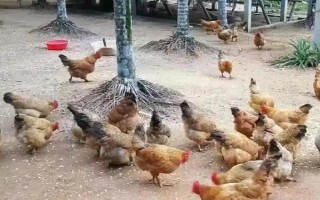喂鸡用生米还是熟米饭,生米和熟米饭均可饲喂