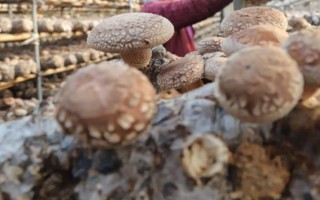 如何预防香菇畸形，需因地制宜选用合适的品种