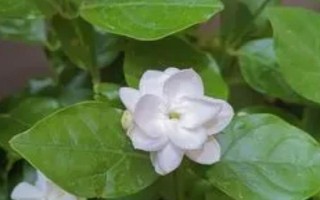 茉莉象征着什么,寓意尊敬、忠贞不渝的爱等