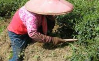 甜菜是什么，是一种草本植物