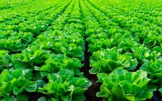 大白菜可以一年四季种植吗，大白菜一年四季都能种植