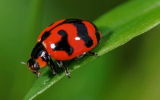 瓢虫会不会在屋子里繁殖，喜欢温暖的环境会在屋子里繁殖