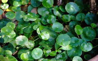 金钱草冬天会不会冻死，在北方可能会被冻死