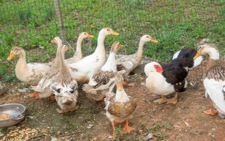 给鸭子喂盐的作用，出栏前喂盐可以增重