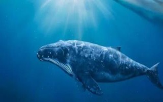 鲸鱼为什么会鲸落，由鲸鱼死亡而引起