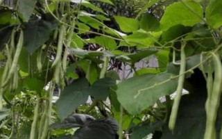 四季豆何时打叶，通常在每年的春季打叶