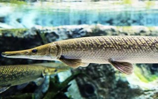 鳄雀鳝好不好养，具有顽强的生命力容易饲养