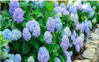 绣球花的种植方法，生长期间半个月要追肥一次