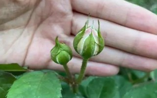 月季花如何养殖，要遵循干透浇透的浇水原则