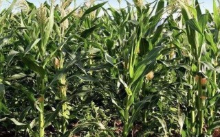 中辽1号玉米种子特征特性,出苗至成熟129天