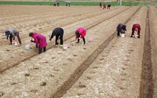 蚕豆什么时候种植，不同的地区种植时间不同